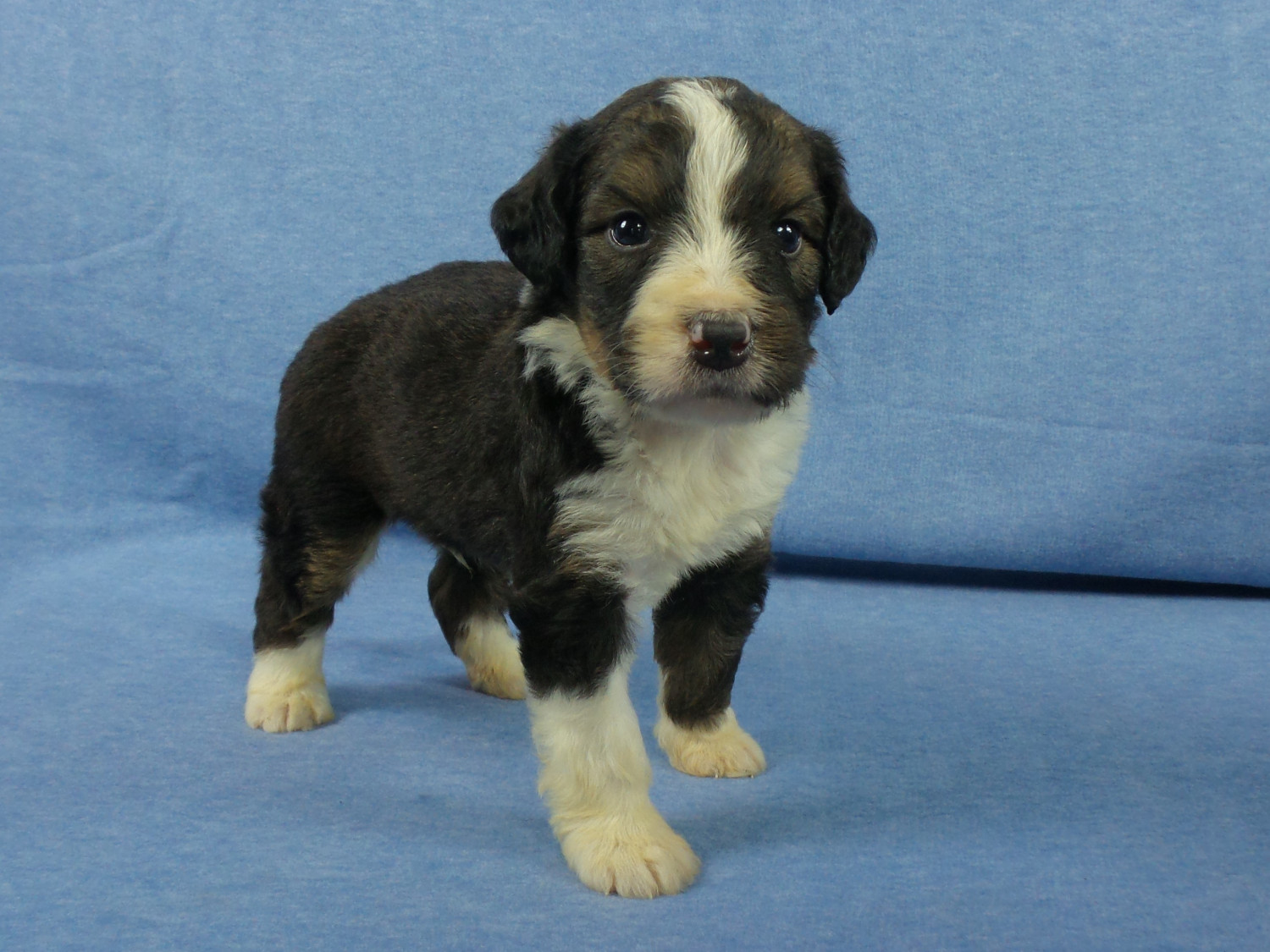 Bernese Mountain Dog Puppies For Sale Iowa 22, IA 231554