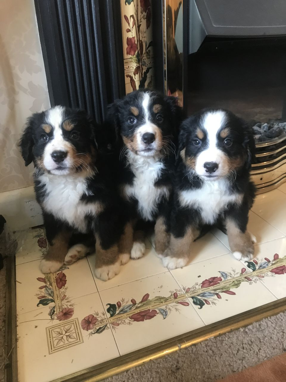 Bernese Mountain Dog Puppies For Sale San Diego, CA 235619