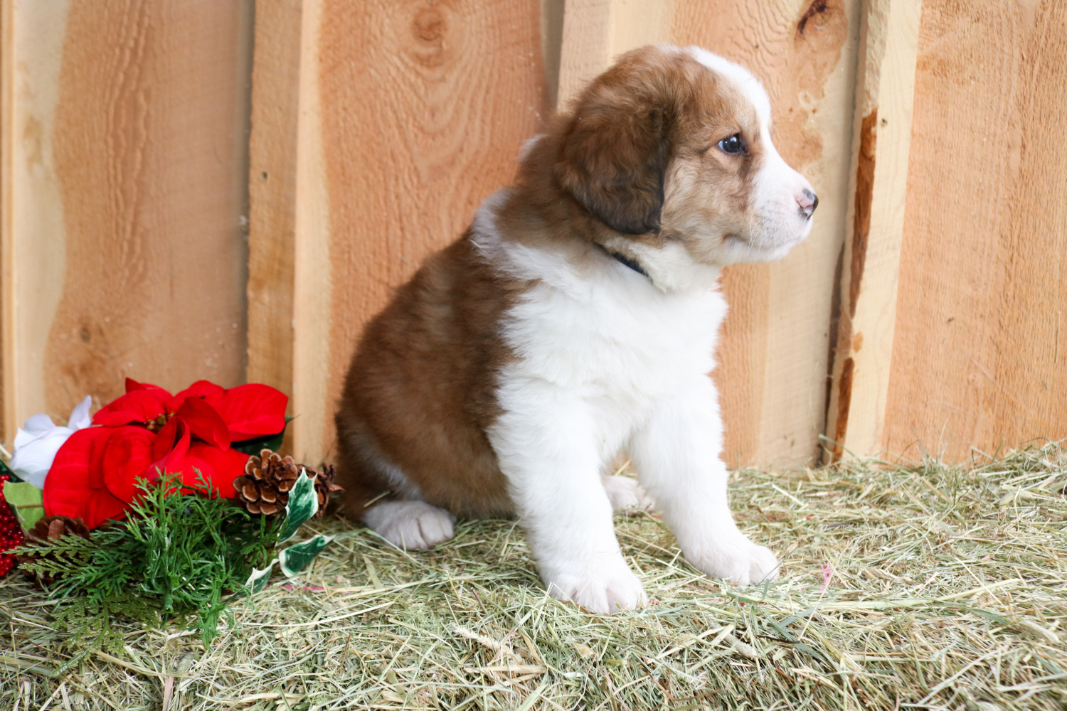 Bernese Mountain Dog Puppies For Sale Thompson Falls, MT