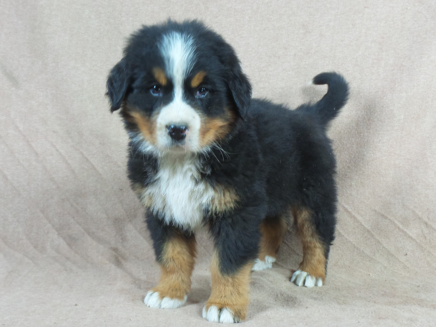 Bernese Mountain Dog Puppies For Sale Iowa 22, IA 258688