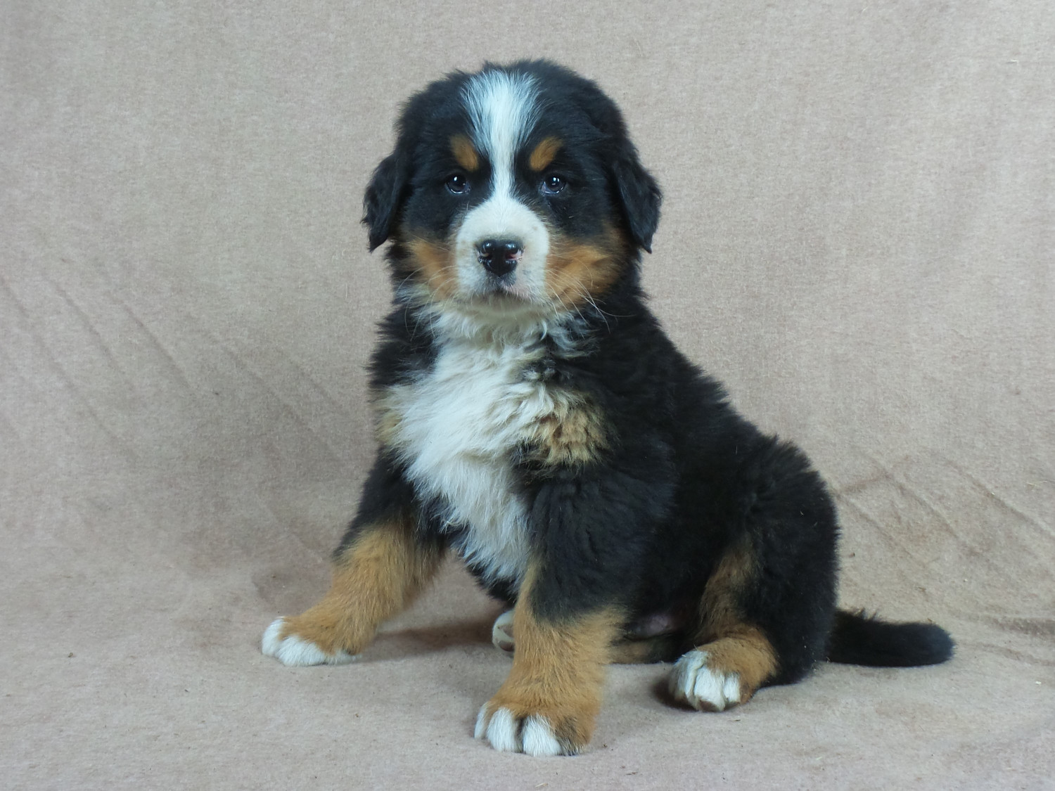Bernese Mountain Dog Puppies For Sale Iowa 22, IA 258688