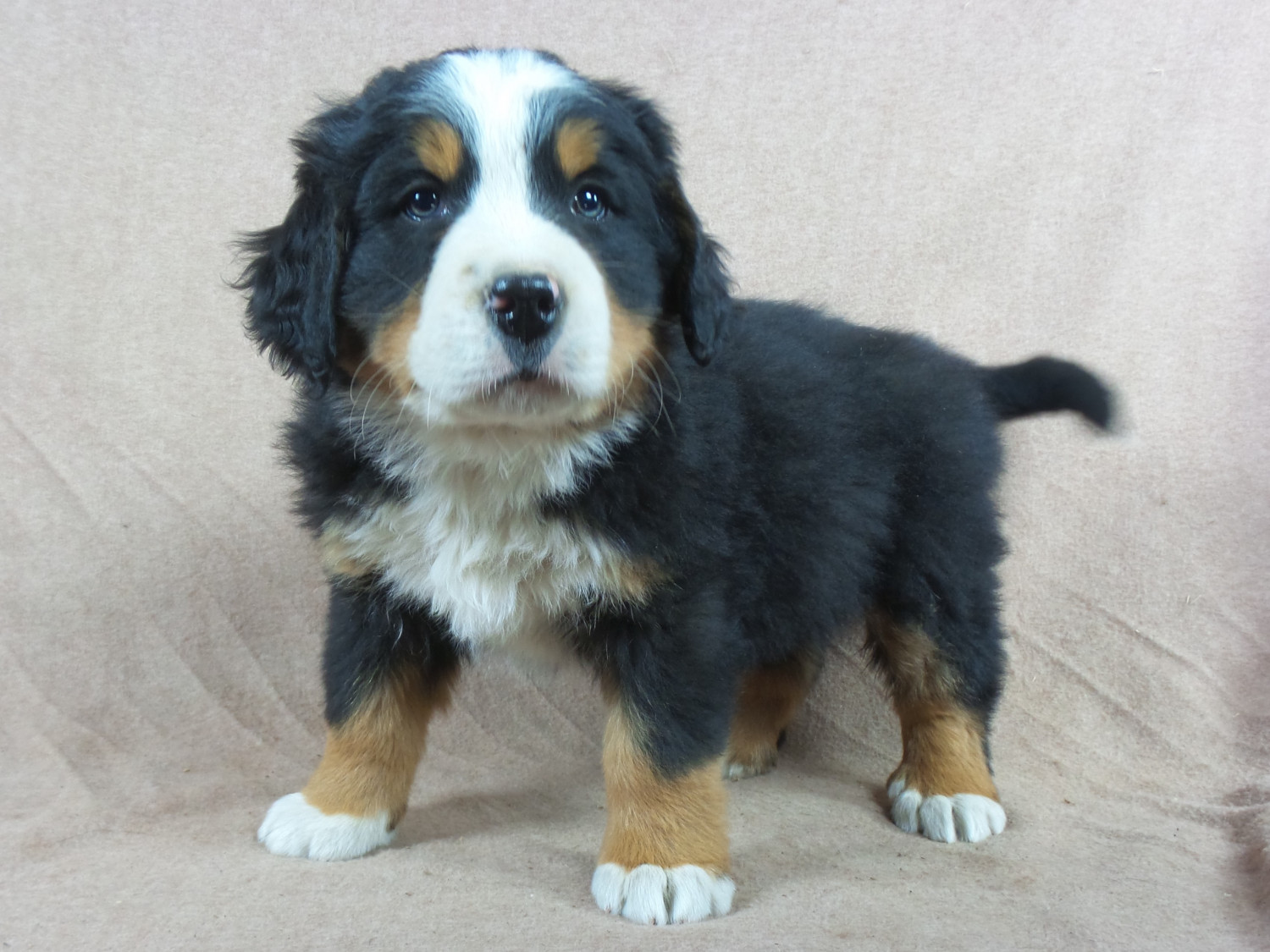 Bernese Mountain Dog Puppies For Sale Iowa 22, IA 258689