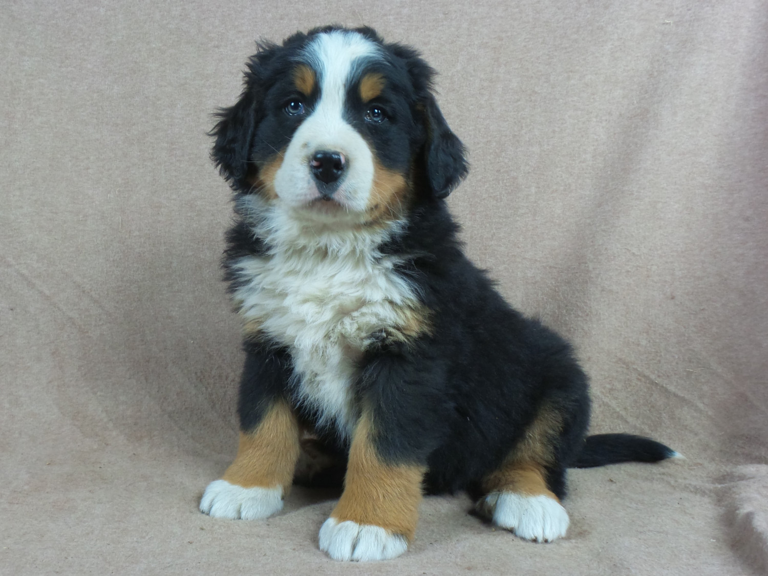 Bernese Mountain Dog Puppies For Sale Iowa 22, IA 258689