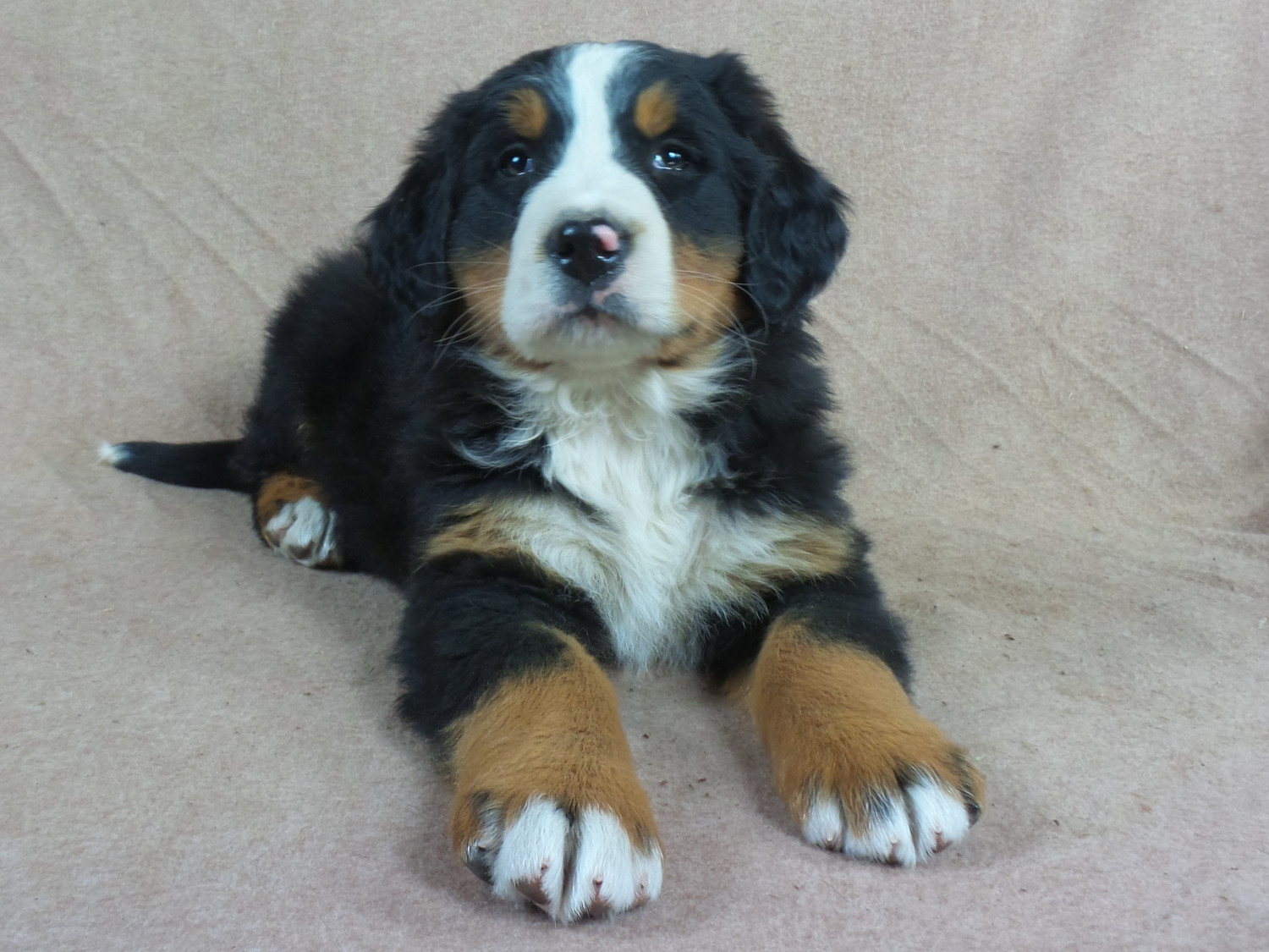 Bernese Mountain Dog Puppies For Sale Iowa 22, IA 258691