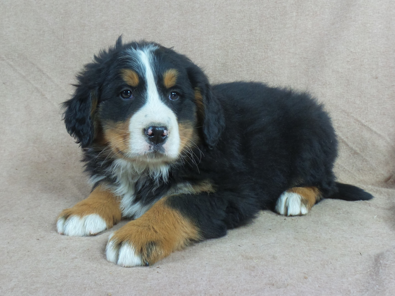 Bernese Mountain Dog Puppies For Sale Iowa 22, IA 258695