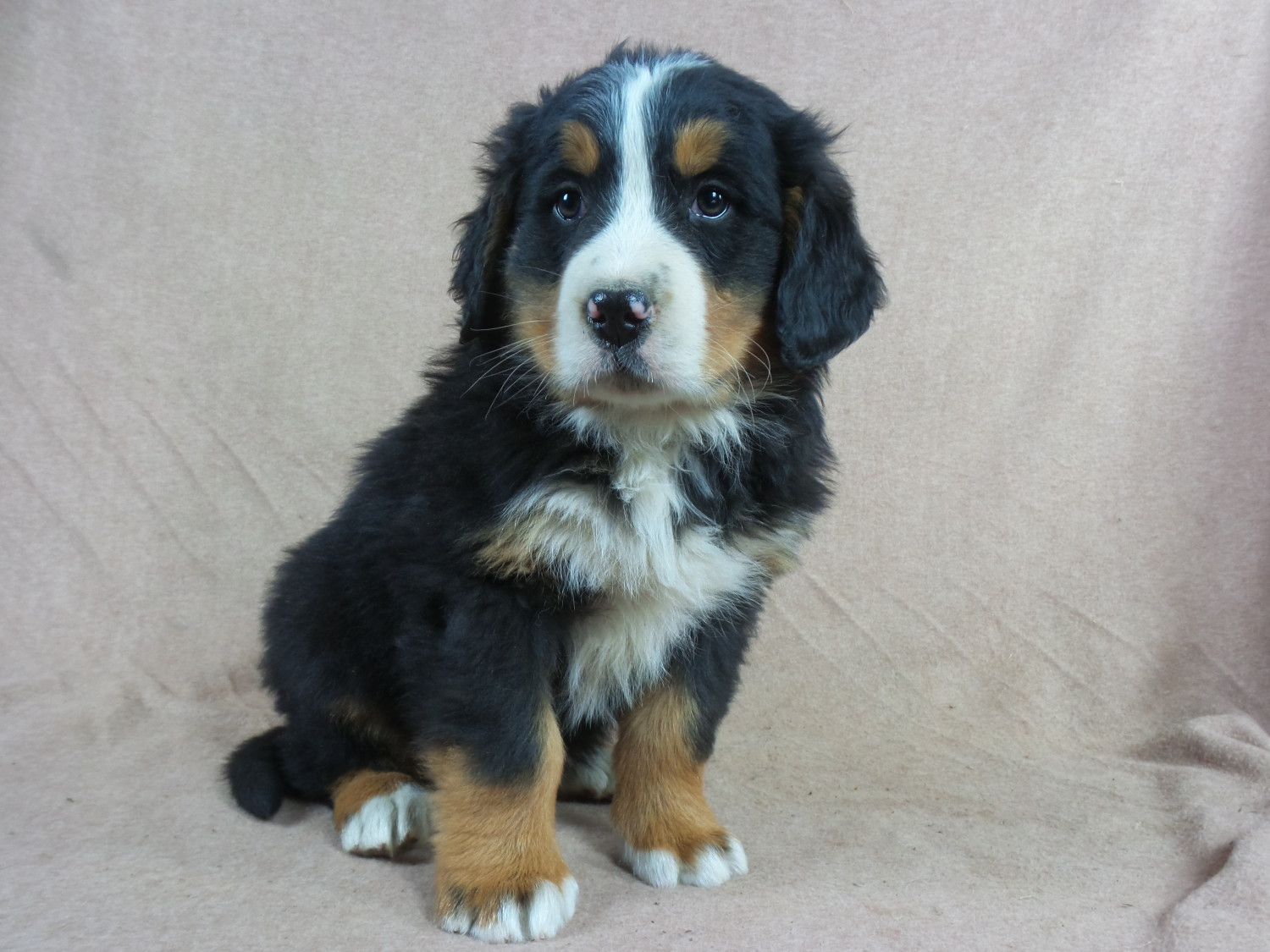 Bernese Mountain Dog Puppies For Sale Iowa 22, IA 258695