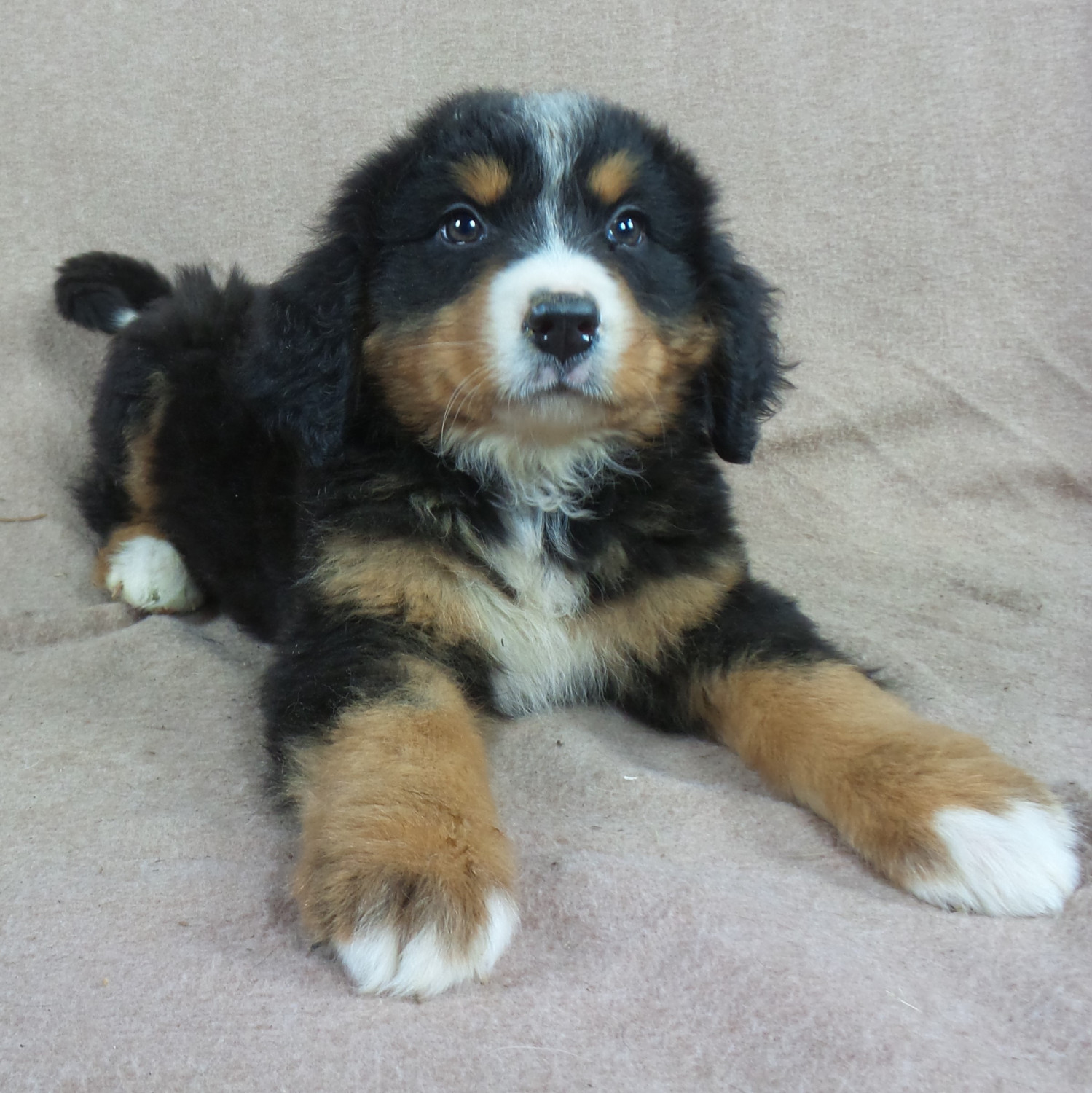 Bernese Mountain Dog Puppies For Sale Iowa 22, IA 258769