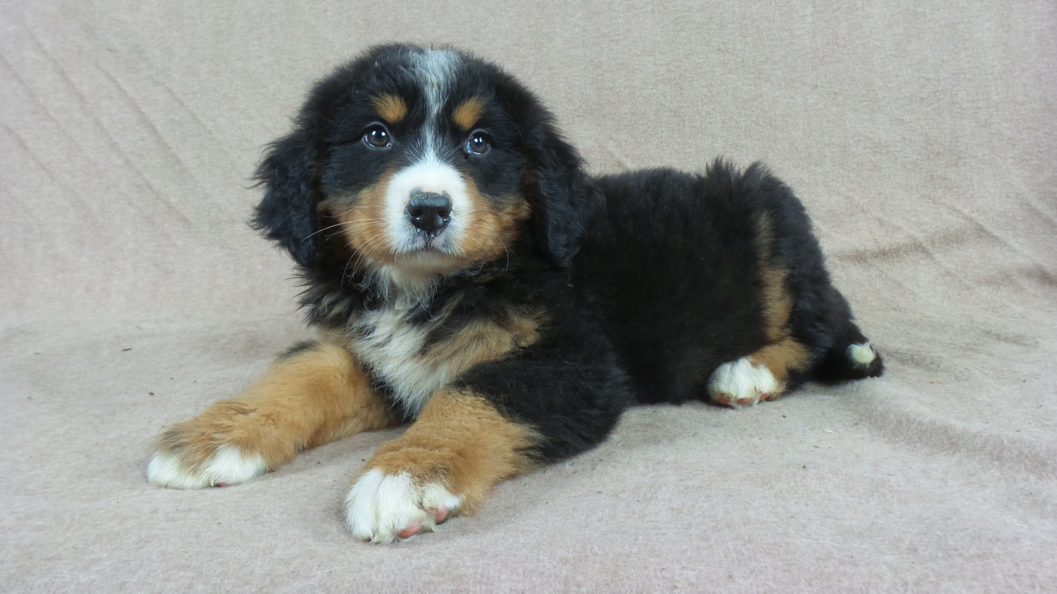 Bernese Mountain Dog Puppies For Sale Iowa 22, IA 258769