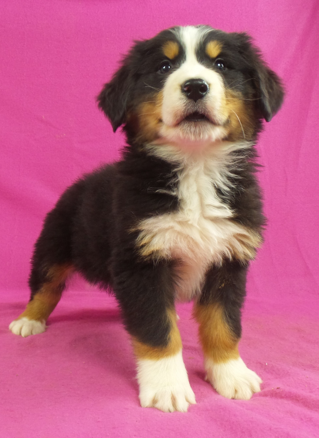 Bernese Mountain Dog Puppies For Sale Iowa 22, IA 258772