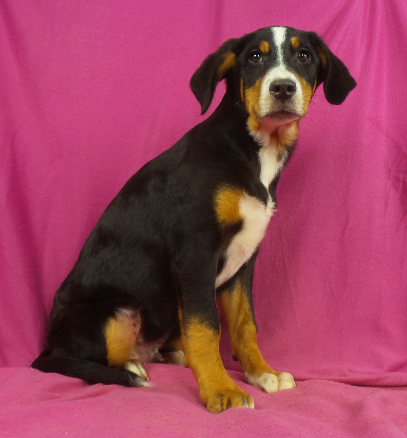 Bernese Mountain Dog Puppies For Sale Iowa 22, IA 258767