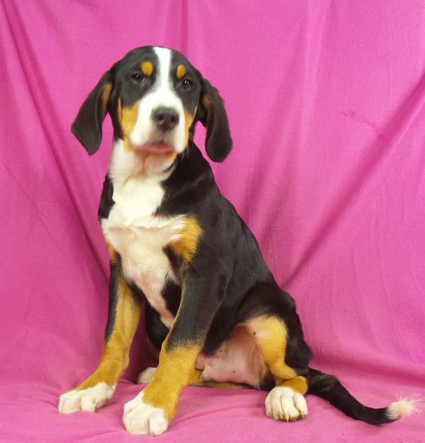Bernese Mountain Dog Puppies For Sale Iowa 22, IA 258764