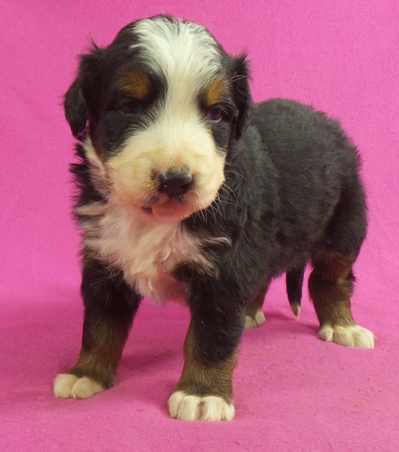 Bernese Mountain Dog Puppies For Sale Iowa 22, IA 259620
