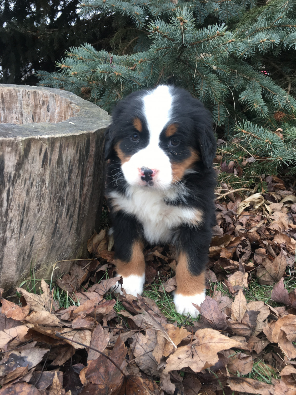Bernese Mountain Dog Puppies For Sale New Haven, IN 267281