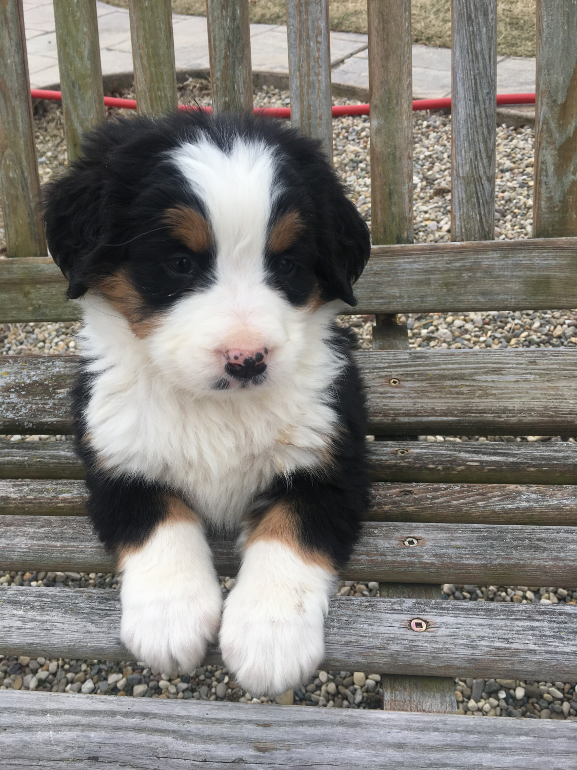 Bernese Mountain Dog Puppies For Sale New Haven, IN 267282