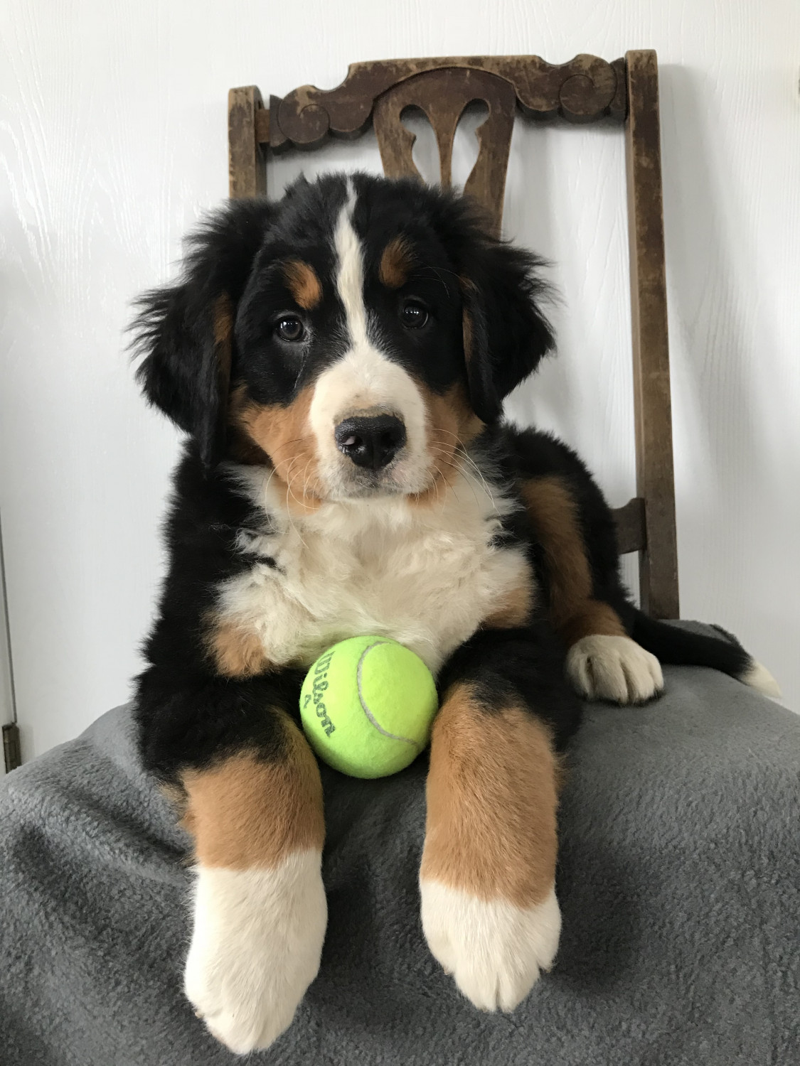 Puppies In The Mountains / Bernese Mountain Puppies For