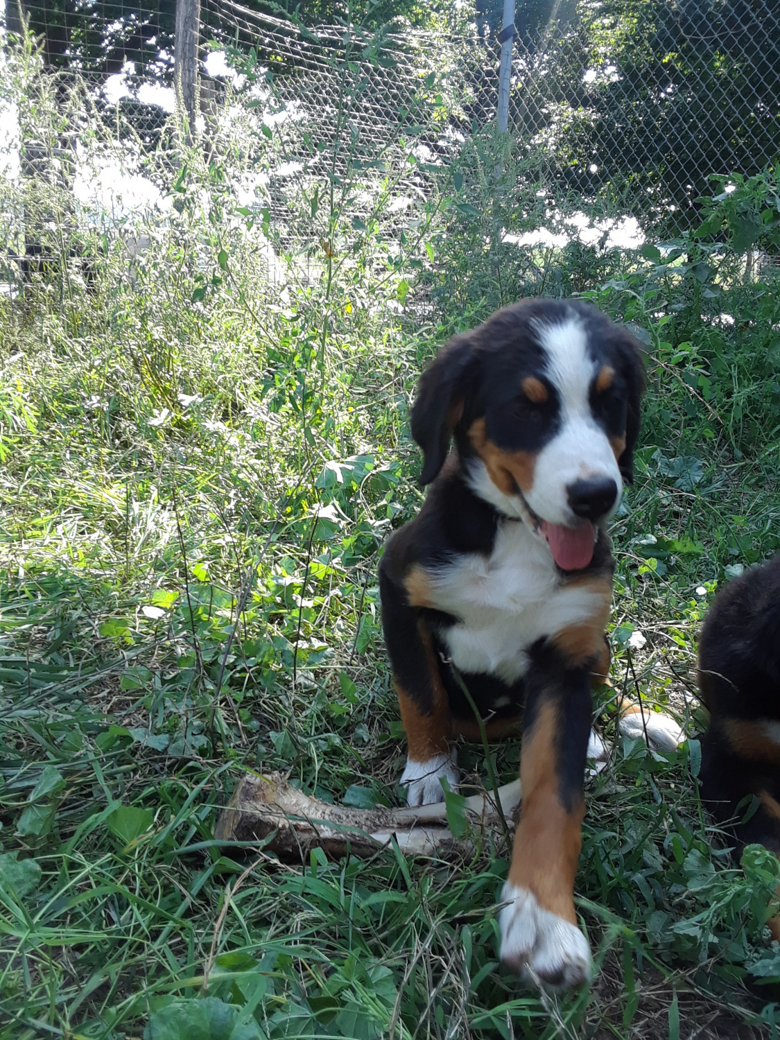 Bernese Mountain Dog For Sale in Michigan (10) Petzlover