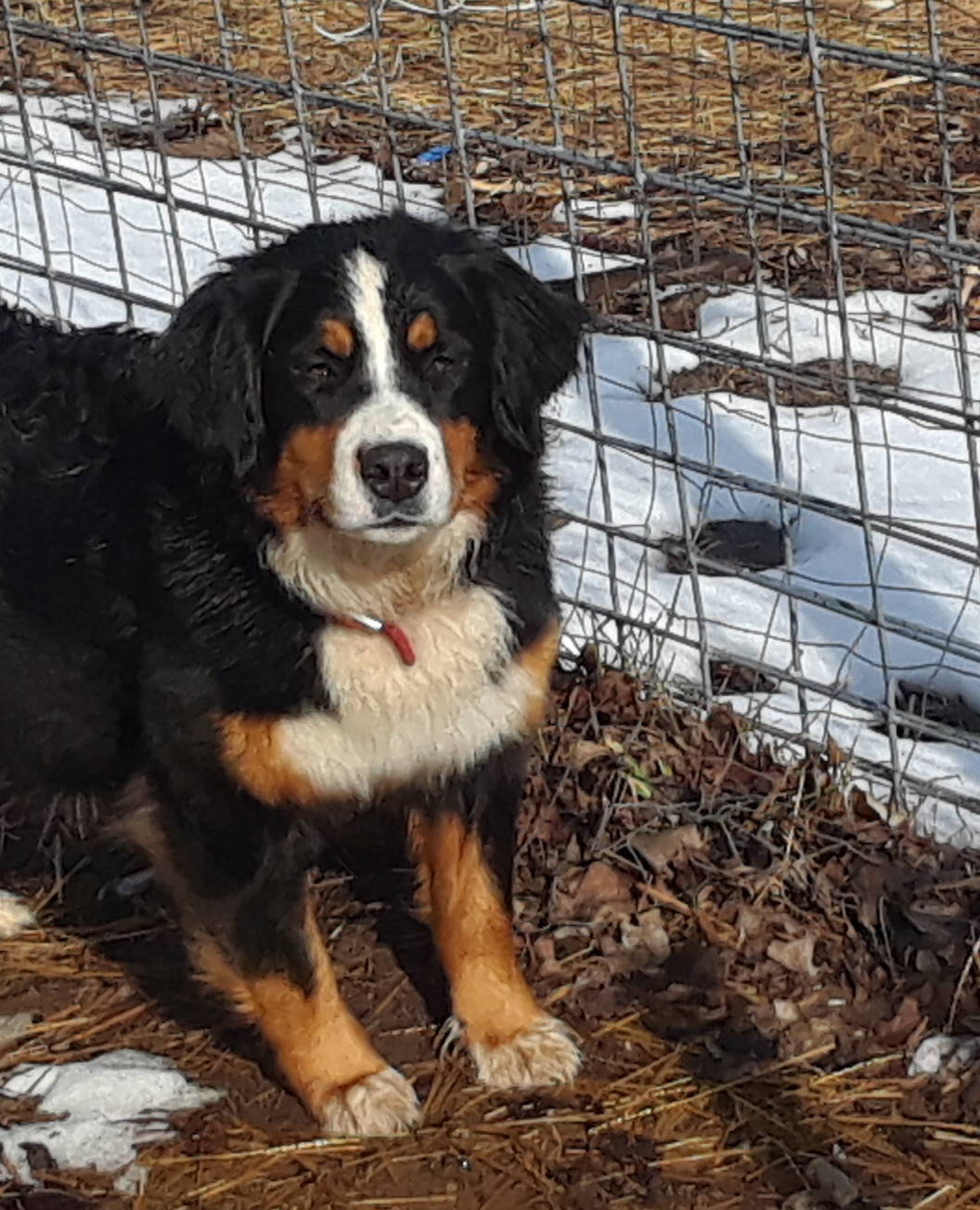 Bernese Mountain Dogs For Sale In Michigan petfinder