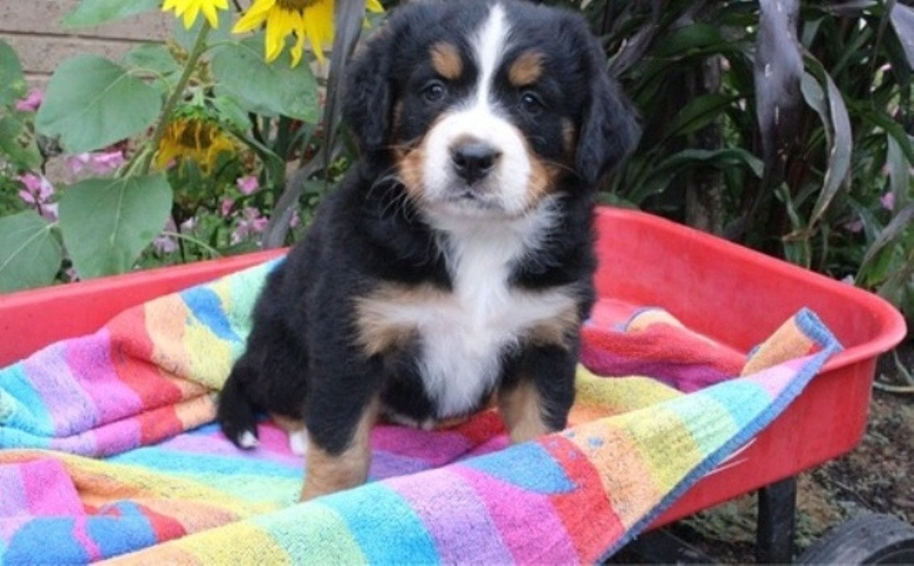 Bernese Mountain Dog Puppies For Sale California Street
