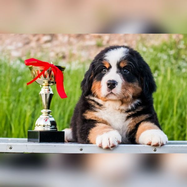 Bernese Mountain Dog Puppies For Sale Florida 436, FL