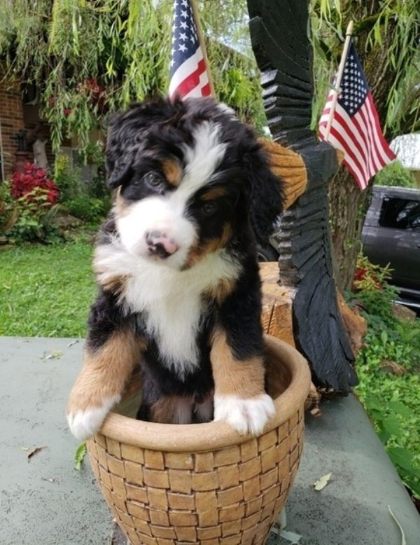 Bernese Mountain Dog Puppies For Sale Charlotte, NC 288603