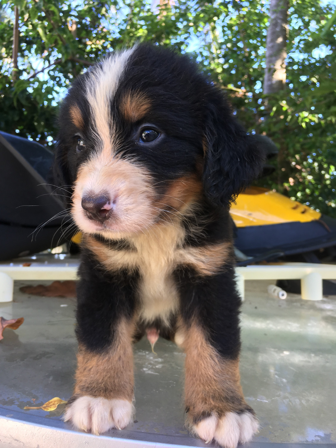 Bernese Mountain Dog Puppies For Sale Miami, FL 301734