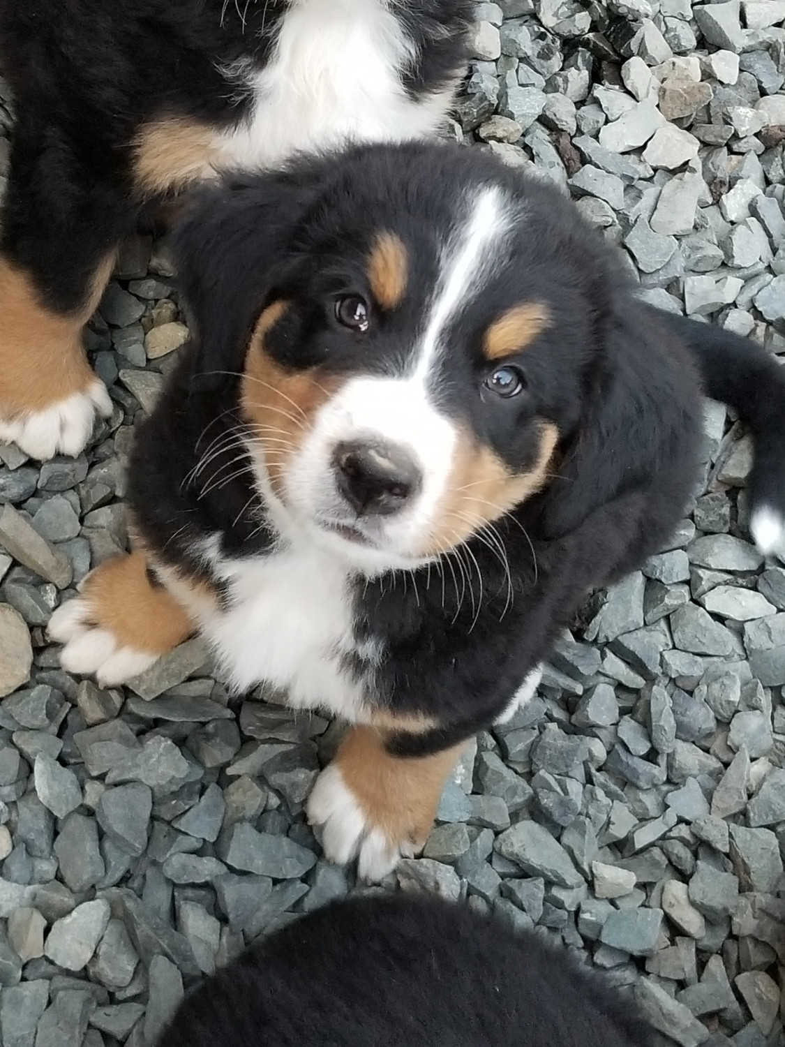 Bernese Mountain Dog Puppies For Sale Arlington, WA 302442
