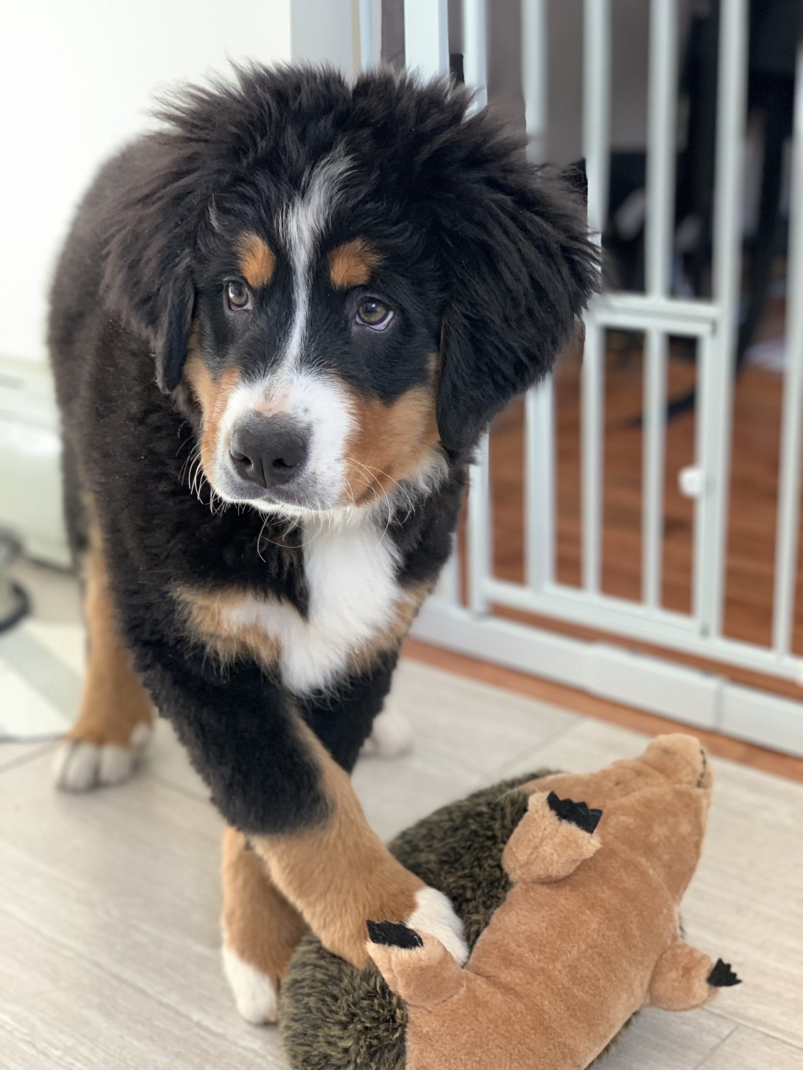 Bernese Mountain Dog Puppies For Sale | Farmingdale, NY #325379
