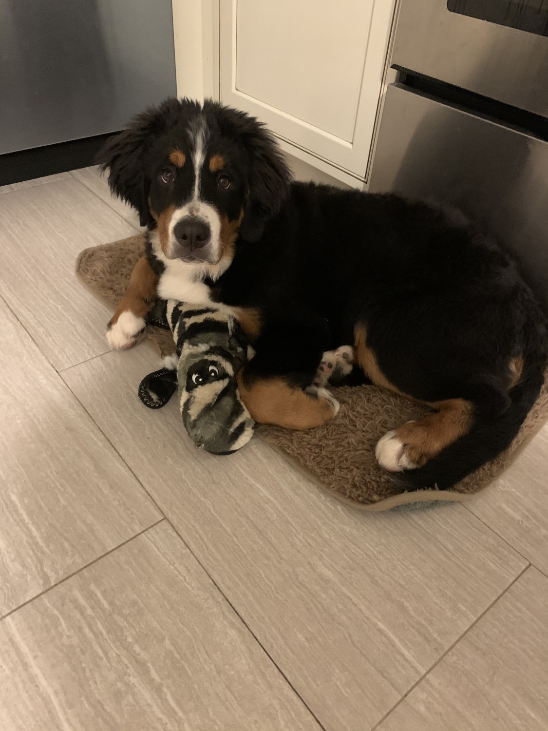 Bernese Mountain Dog Puppies For Sale Farmingdale, NY