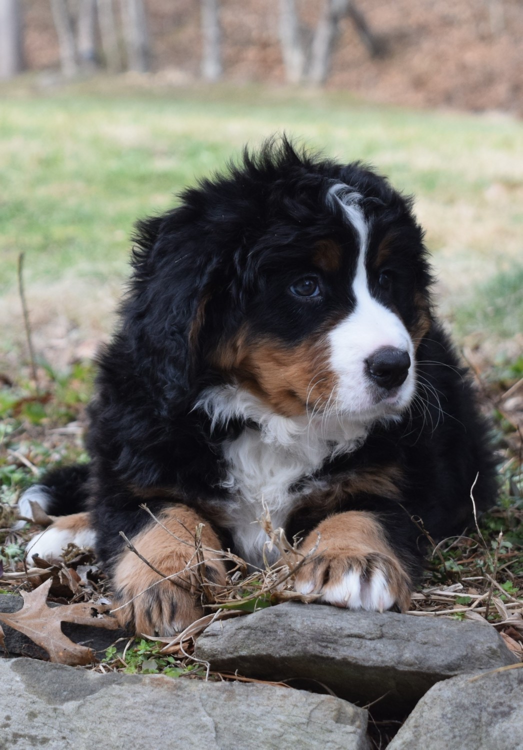 Bernese Mountain Dog Puppies For Sale Burnsville, NC 325505
