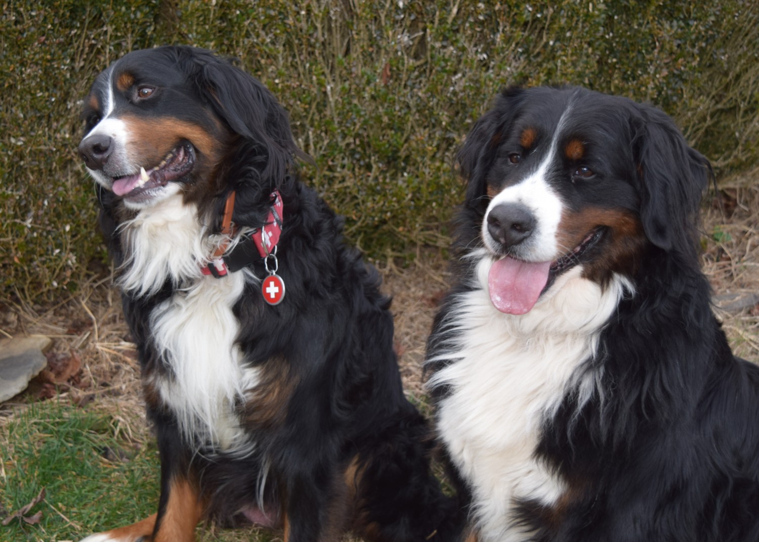 Bernese Mountain Dog Puppies For Sale Burnsville, NC 325505