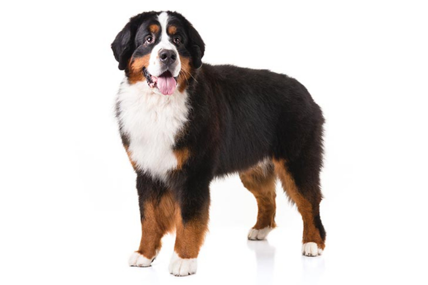 Bernese Mountain Dog Vs Bearded Collie Breed Comparison
