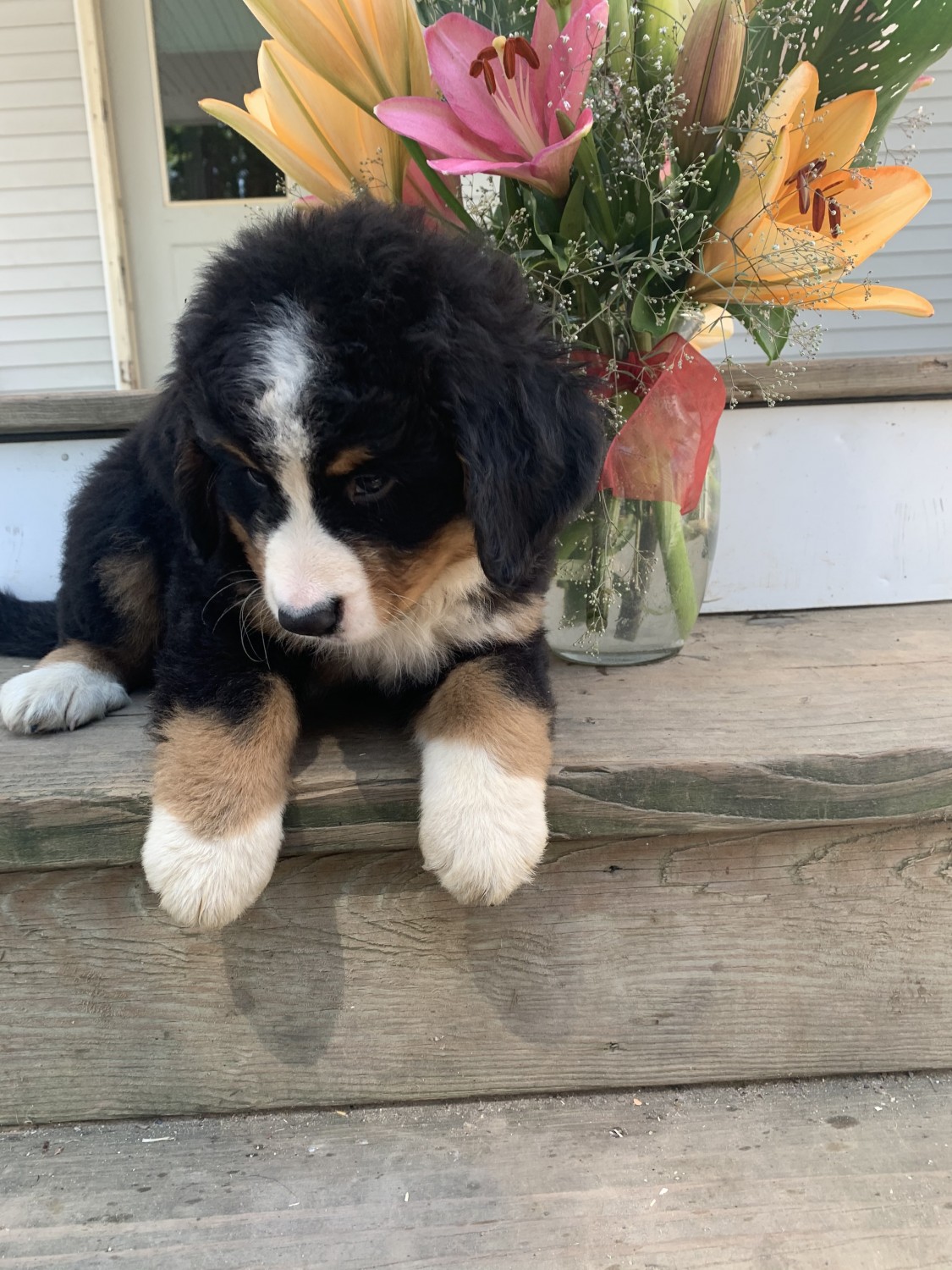 Bernese Mountain Dog Puppies For Sale Fort Plain, NY 331969
