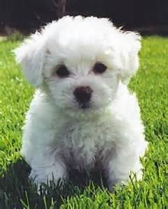 Bichon Frise For Sale In Orange County 10 Petzlover