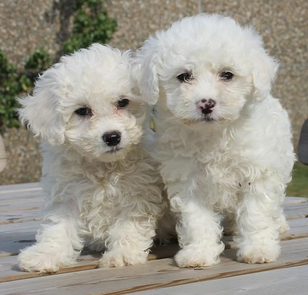 Bichon Frise Puppies For Sale Detroit, MI 118039