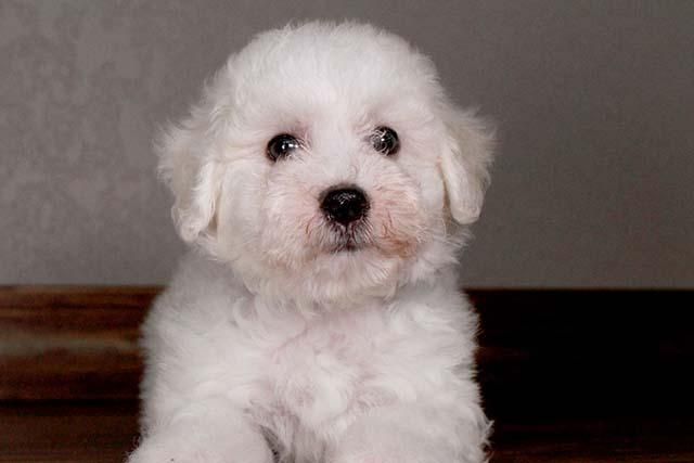 Bichon Frise Puppies For Sale Springfield, MA 123807