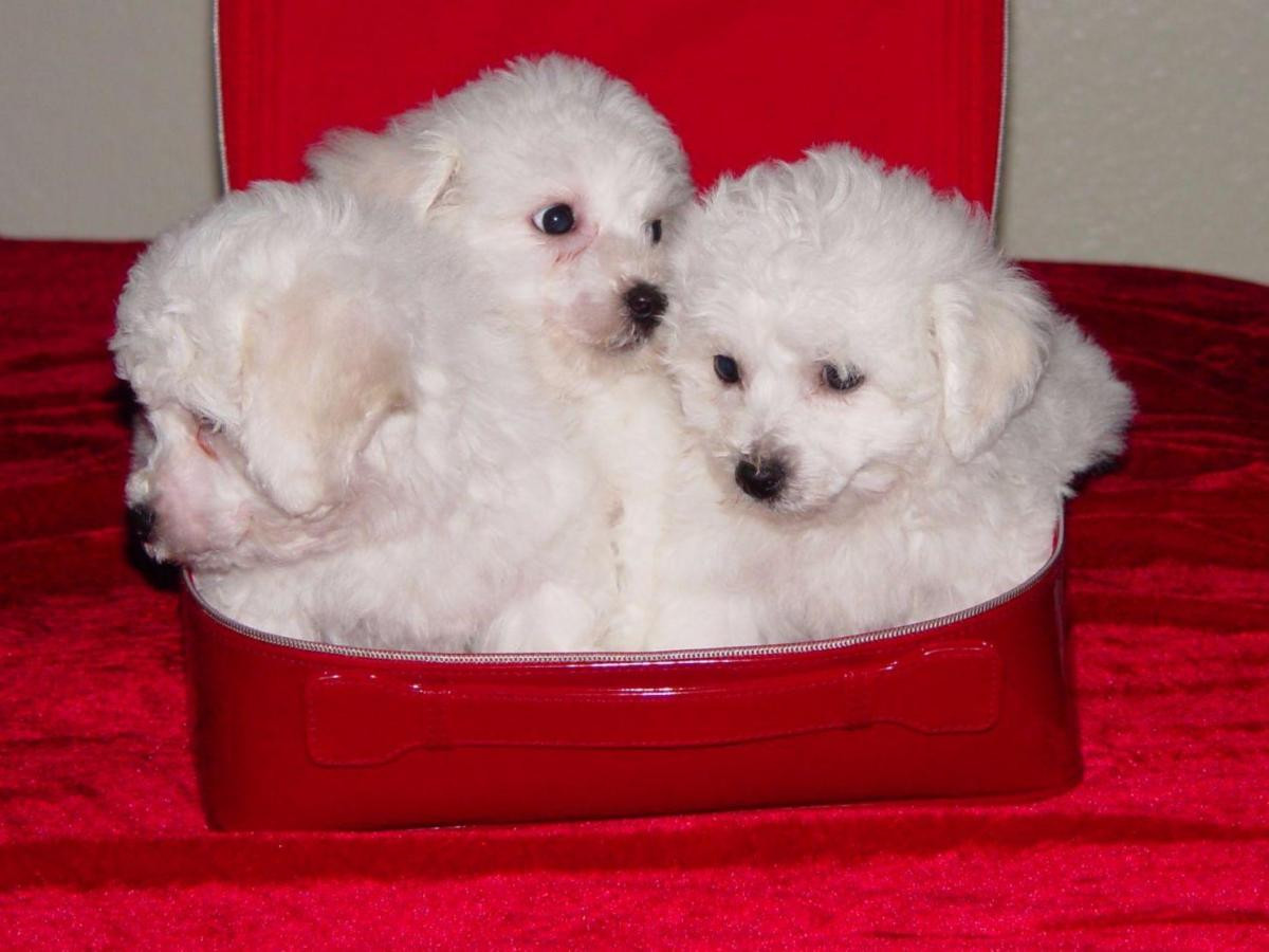 Bichon Frise Puppies For Sale Louisville, KY 151040