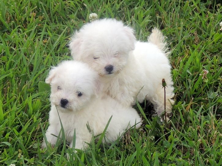 Bichon Frise Puppies For Sale Amherst, NH 162642