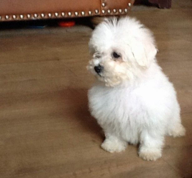 pozie Bichon Frise For Sale In New England