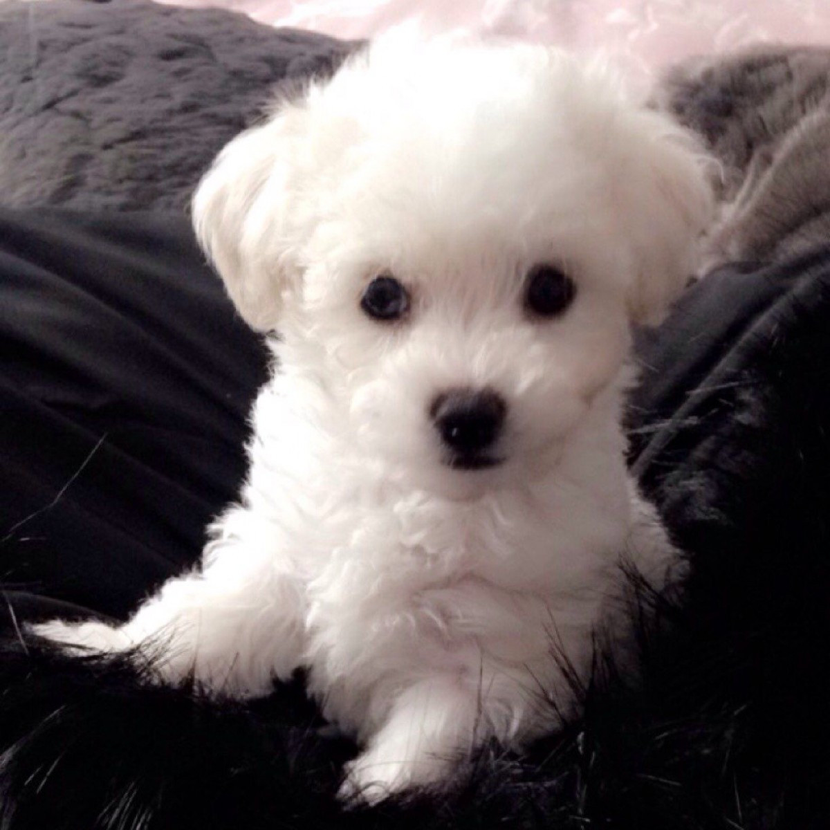 55+ Bichon Frise Puppies For Sale In Md Image - Bleumoonproductions
