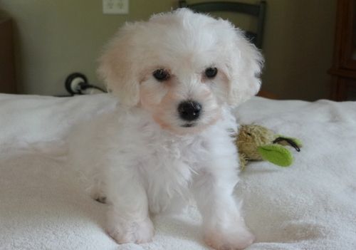 Bichon Frise Puppies For Sale Rice, MN 210376 Petzlover
