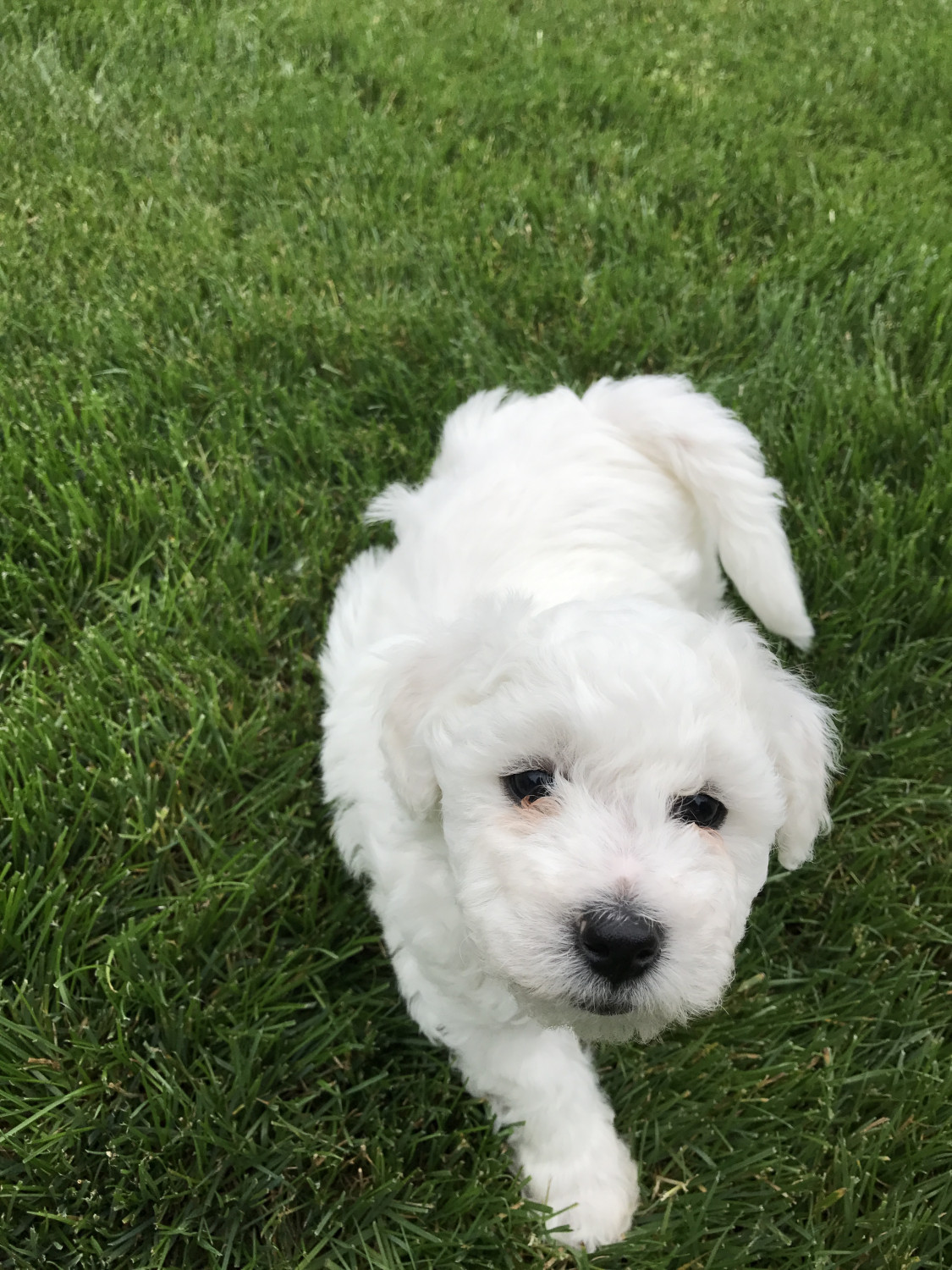 Bichon Frise Puppies For Sale Portland, OR 214870