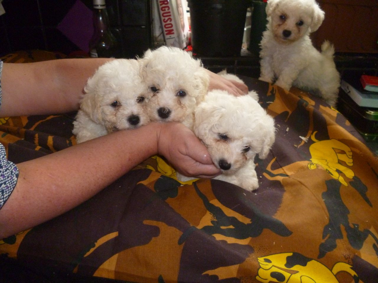 pozie Teacup Bichon Puppies For Sale In Indiana