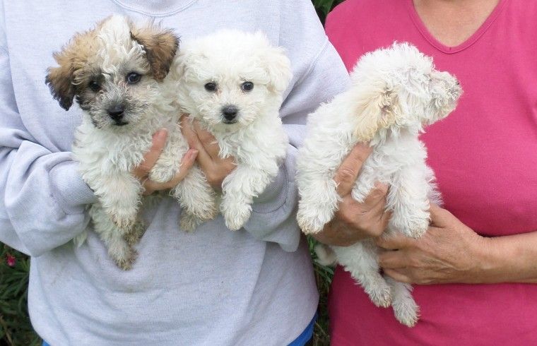 Bichon Frise Puppies For Sale New York, NY 236837
