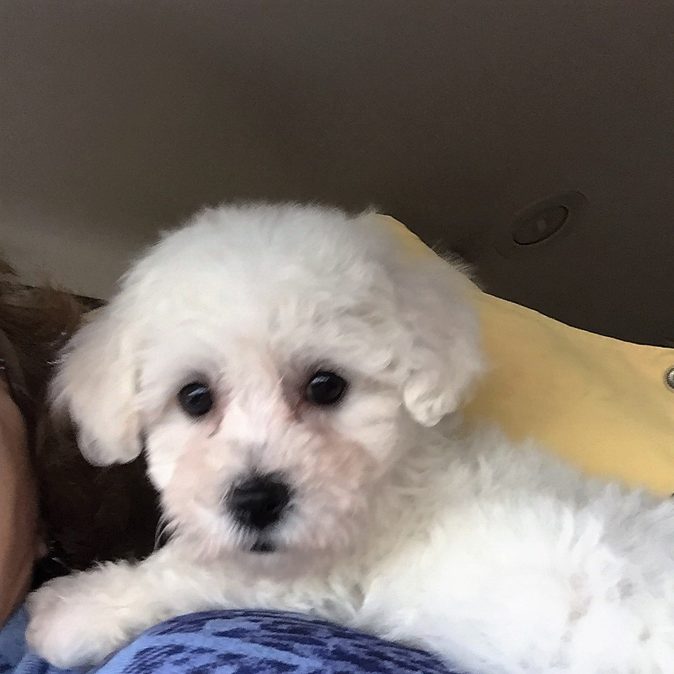 Bichon Frise Puppies For Sale | Rudolph, WI #240639