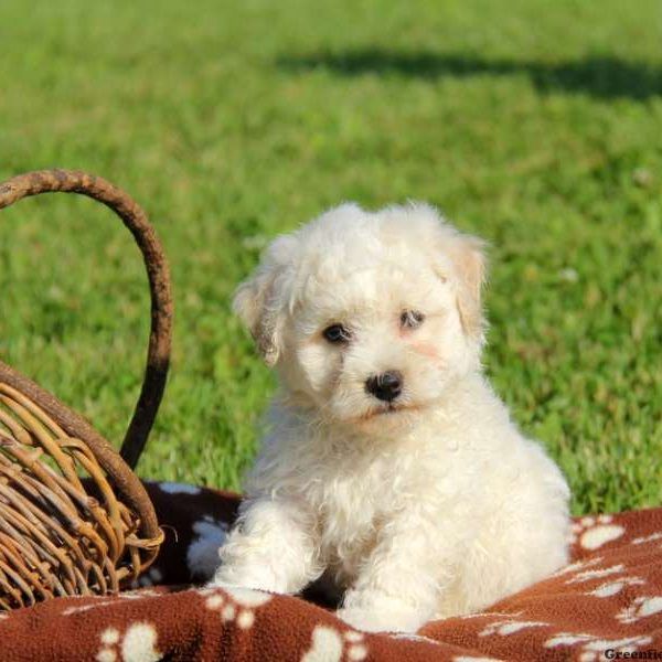 Bichon Puppies For Sale change comin