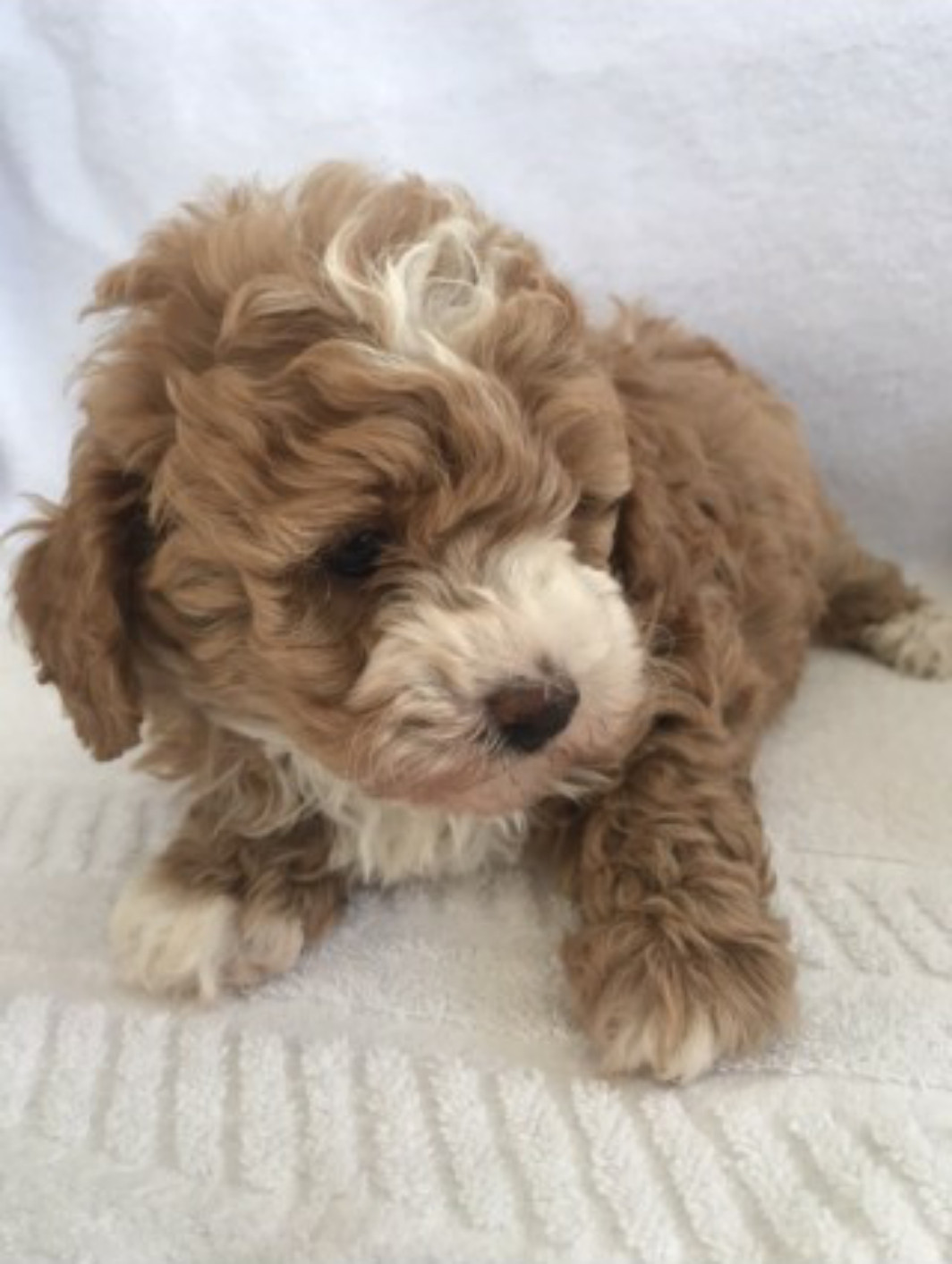 Bichon Frise Puppies For Sale Virginia Street, ON 269550