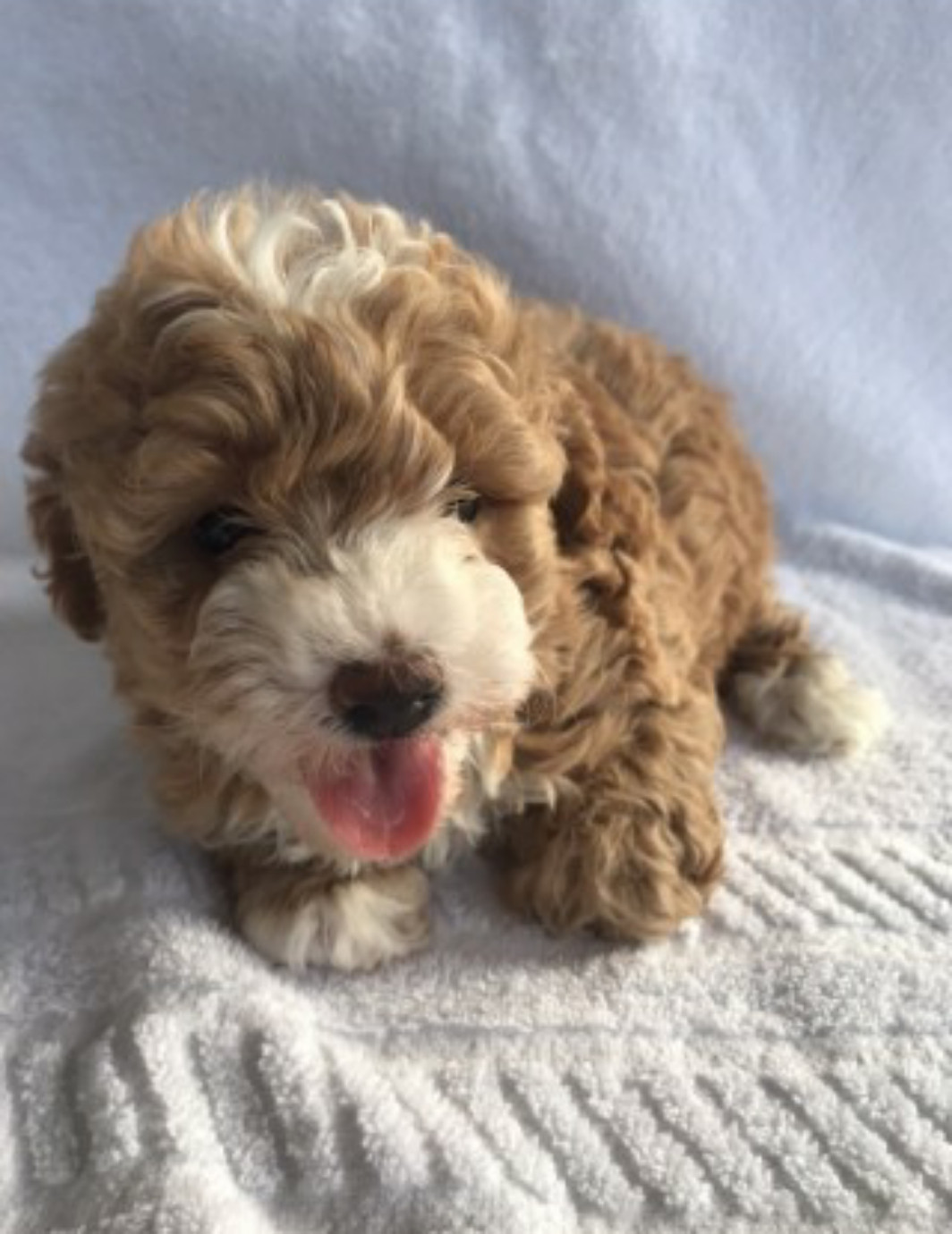 Bichon Frise Puppies For Sale Virginia Street, ON 269550