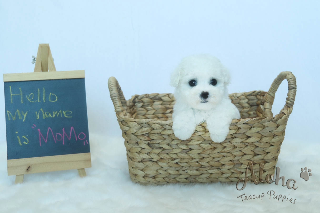 Bichon Frise Puppies For Sale New York, NY 280449