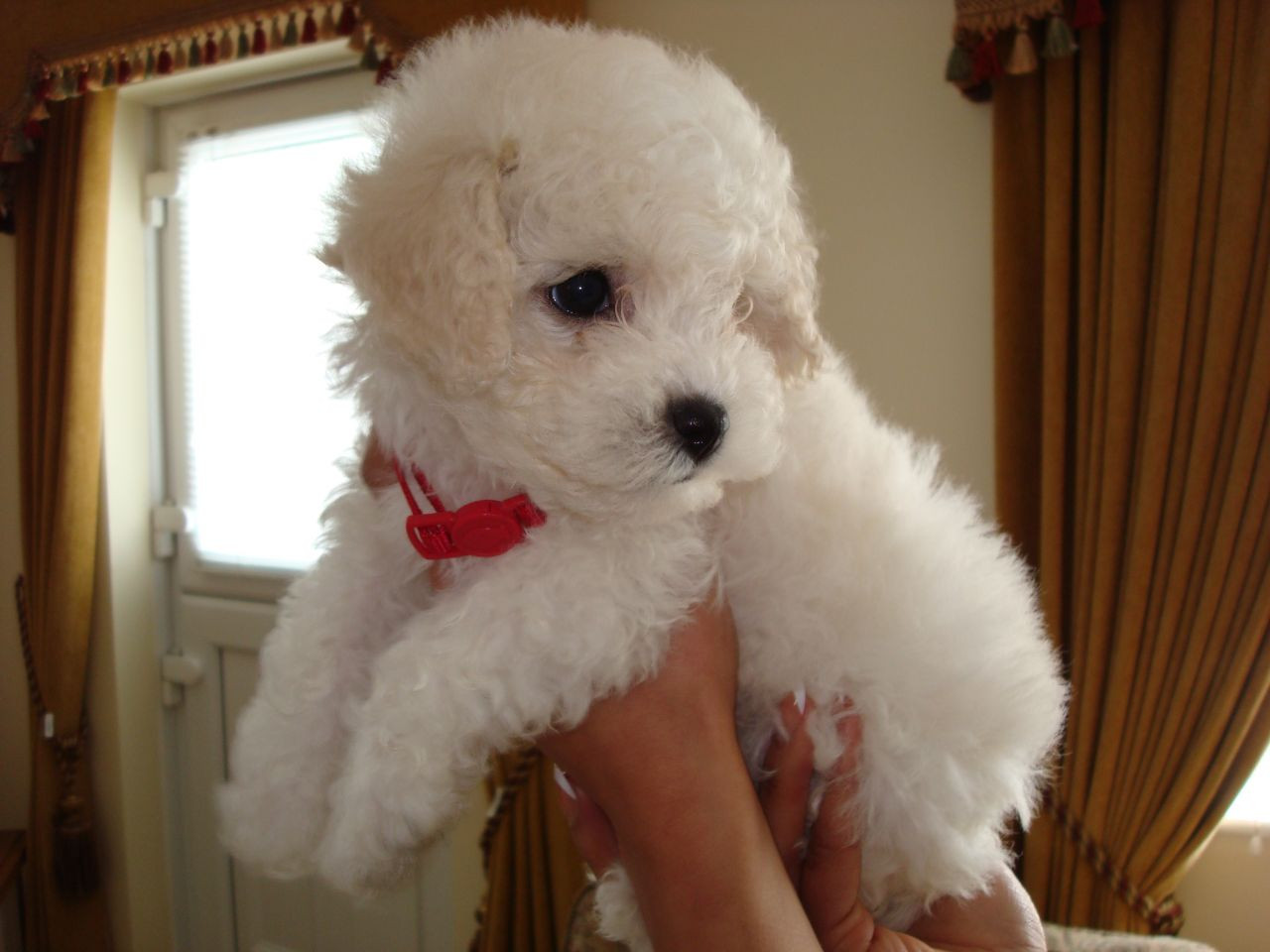 ExuallyTrans Bichon Frise Puppies For Sale Maryland