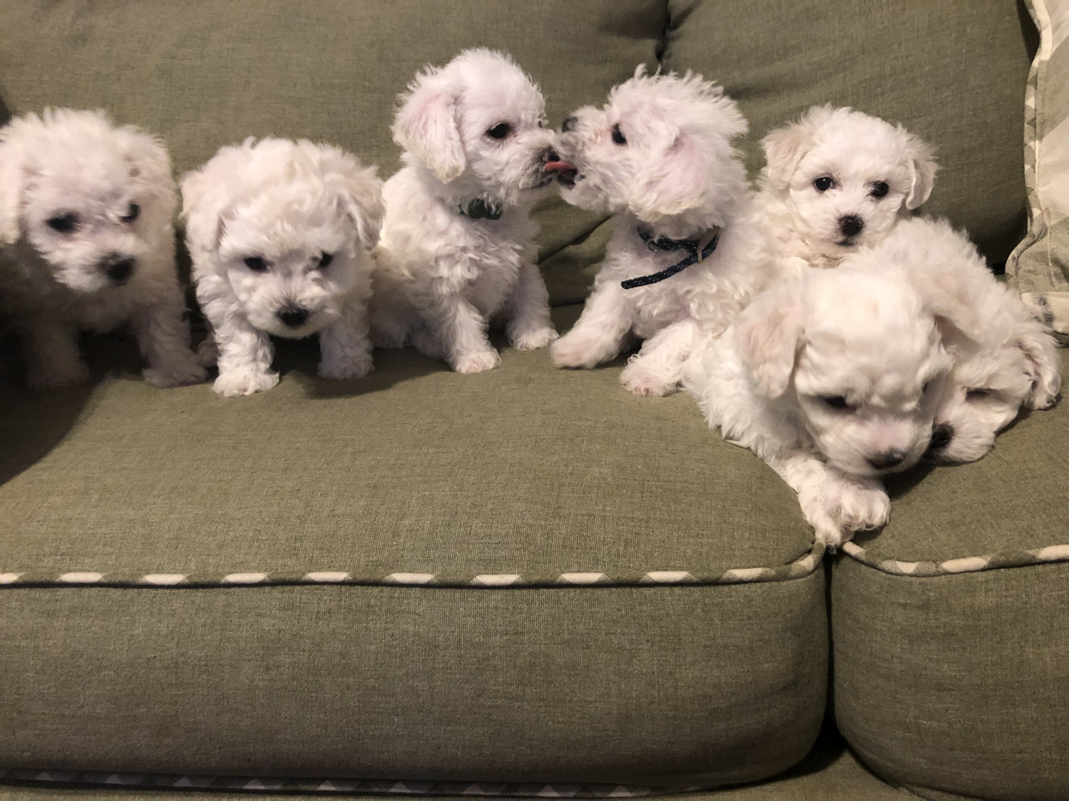 Bichon Frise Puppies For Sale Wise County, VA 287827